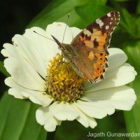 Vanessa cardui Linnaeus, 1761